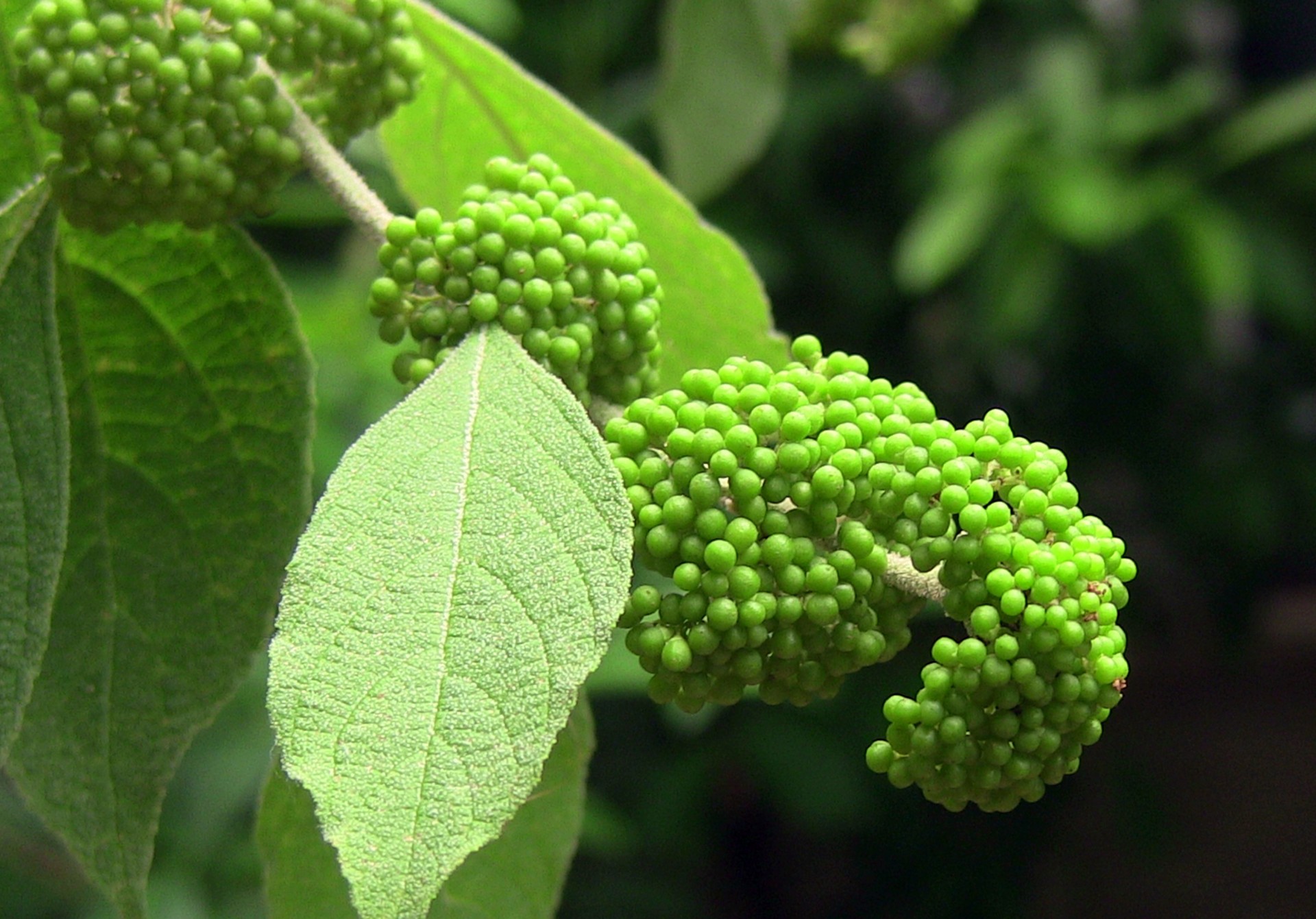 plant green peas free photo