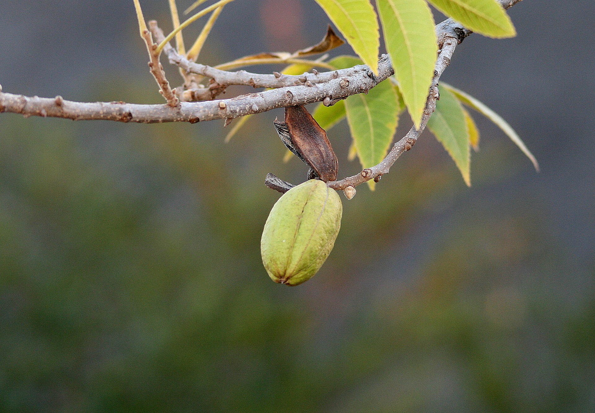 nut green pecan free photo