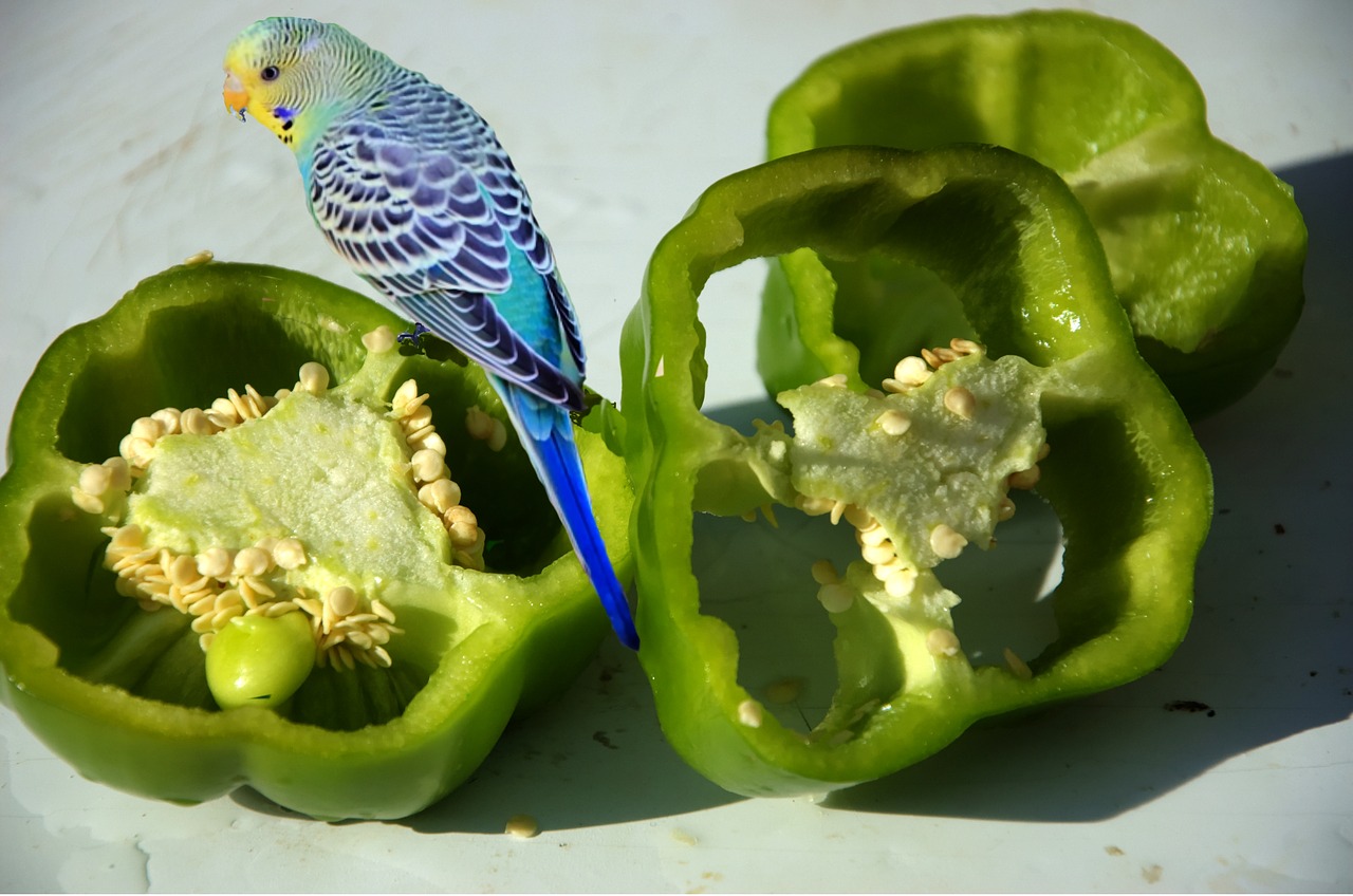 green pepper budgie vegetable free photo