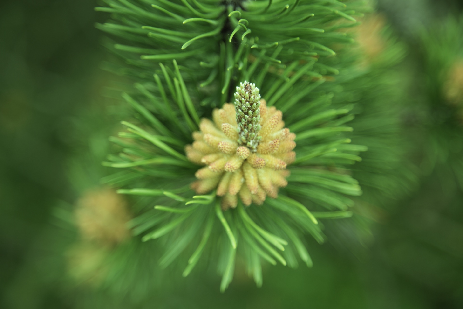 background branch bright free photo