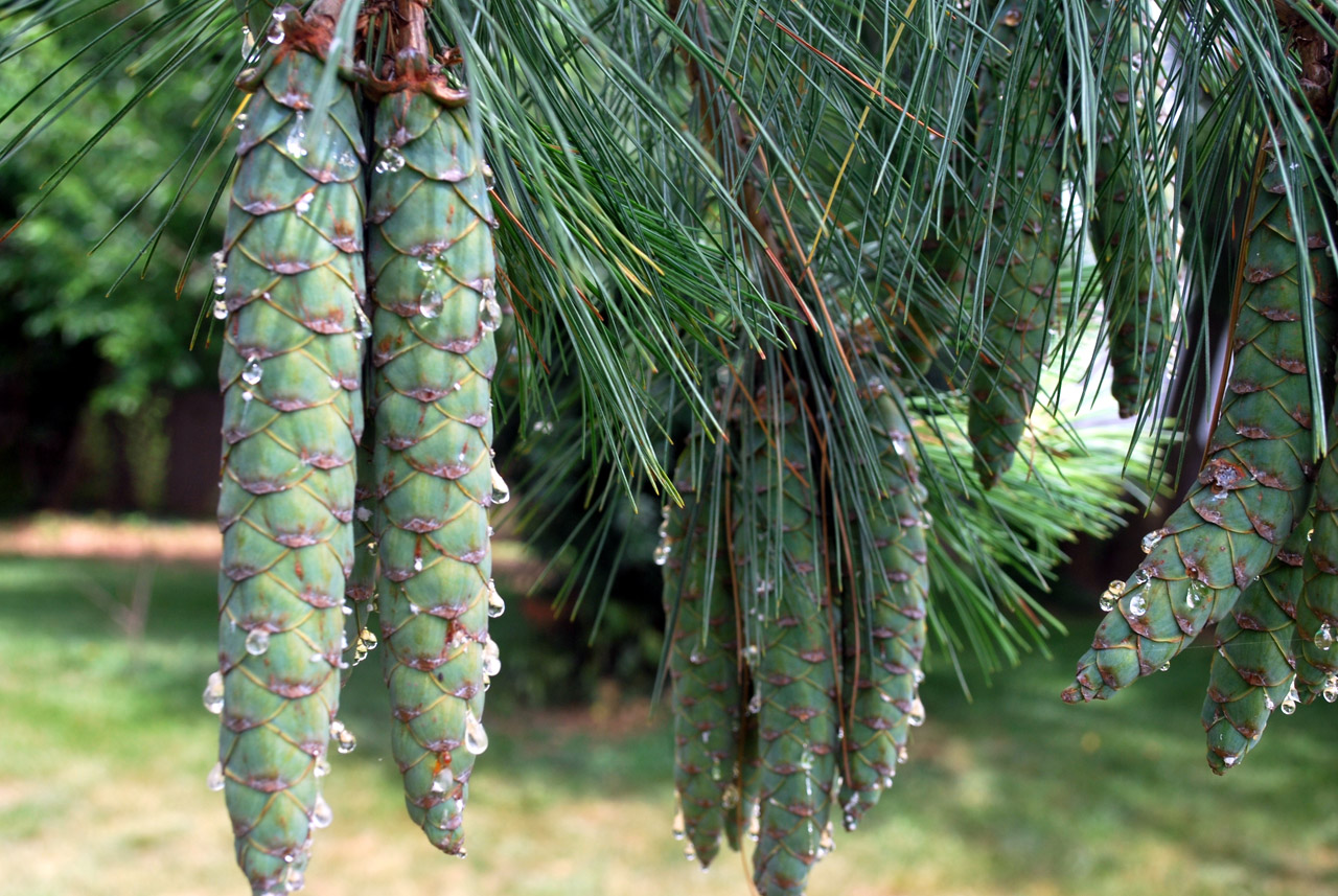 pine cone cones free photo