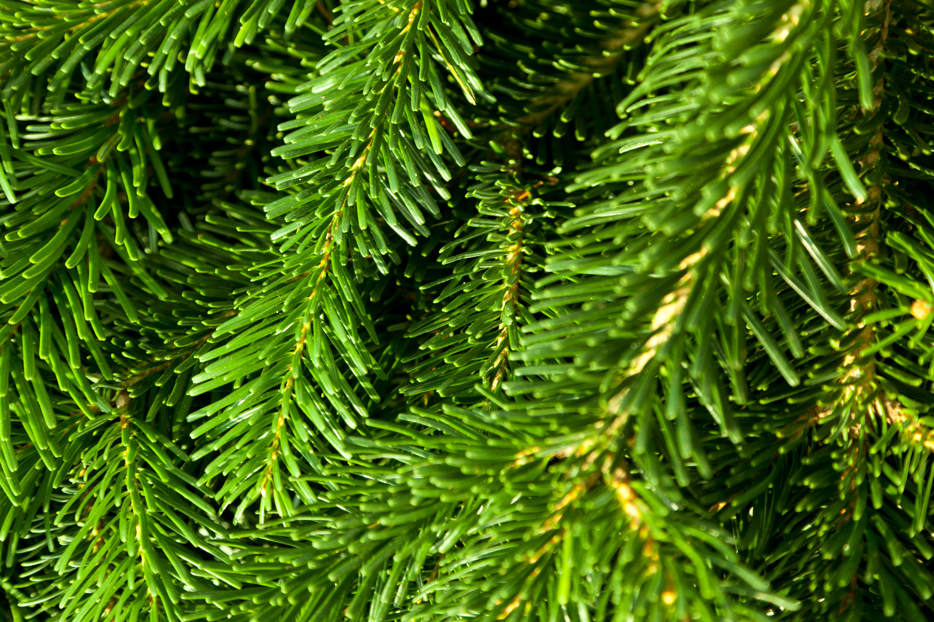 backdrop branch coniferous free photo