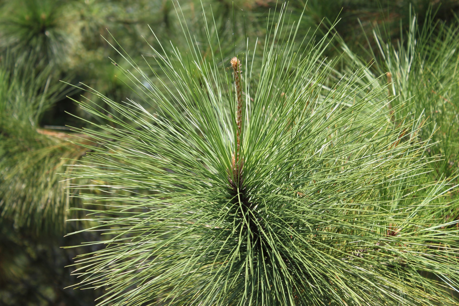 pine needles pine tree green pine needles free photo