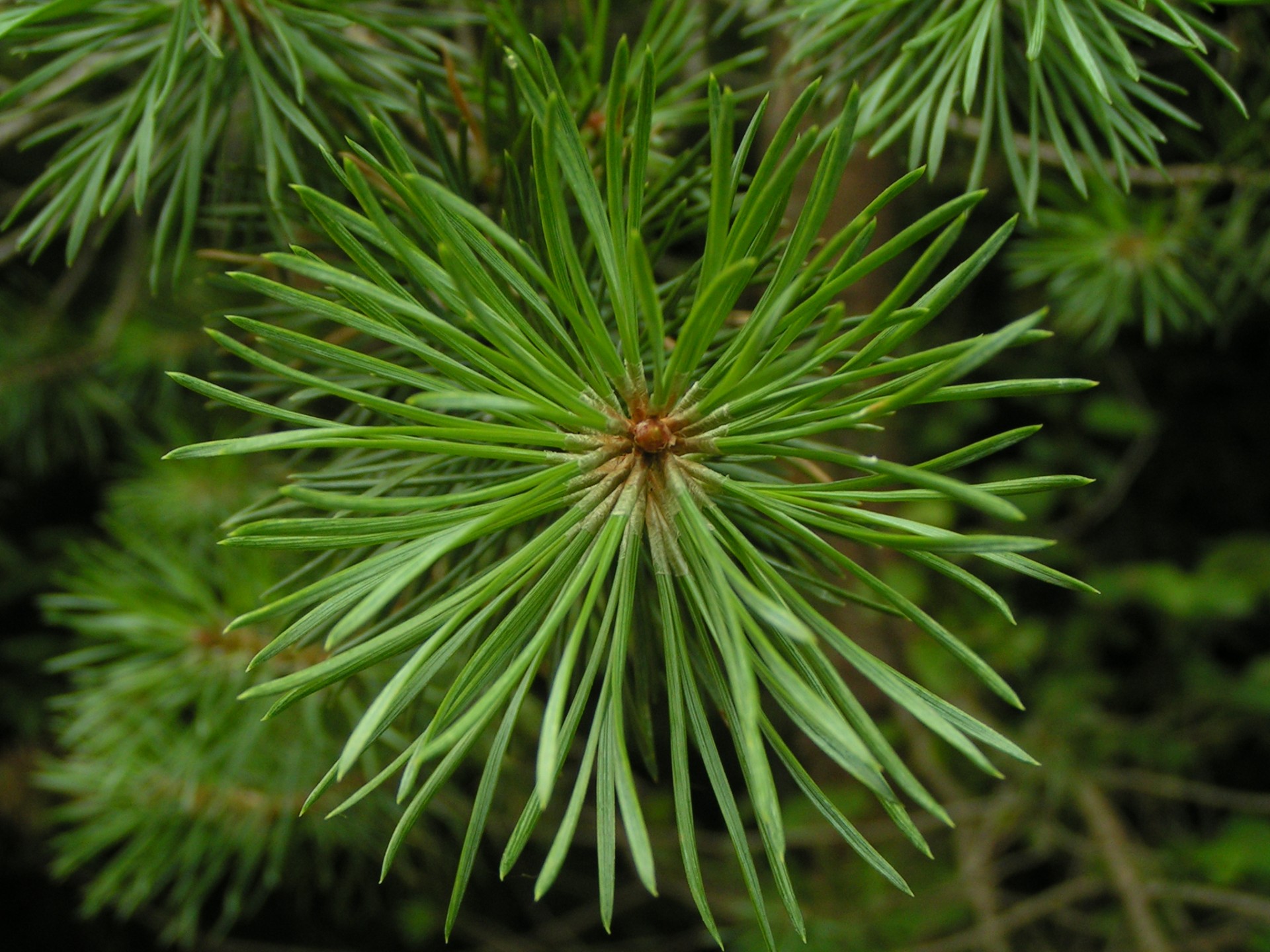 forest branch conifer free photo