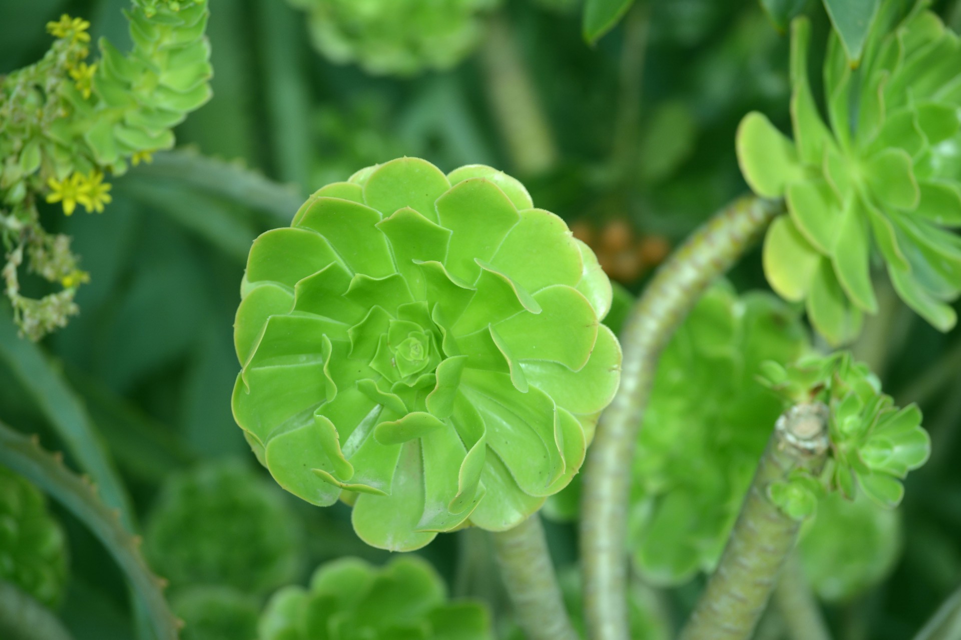 plant green leaves free photo