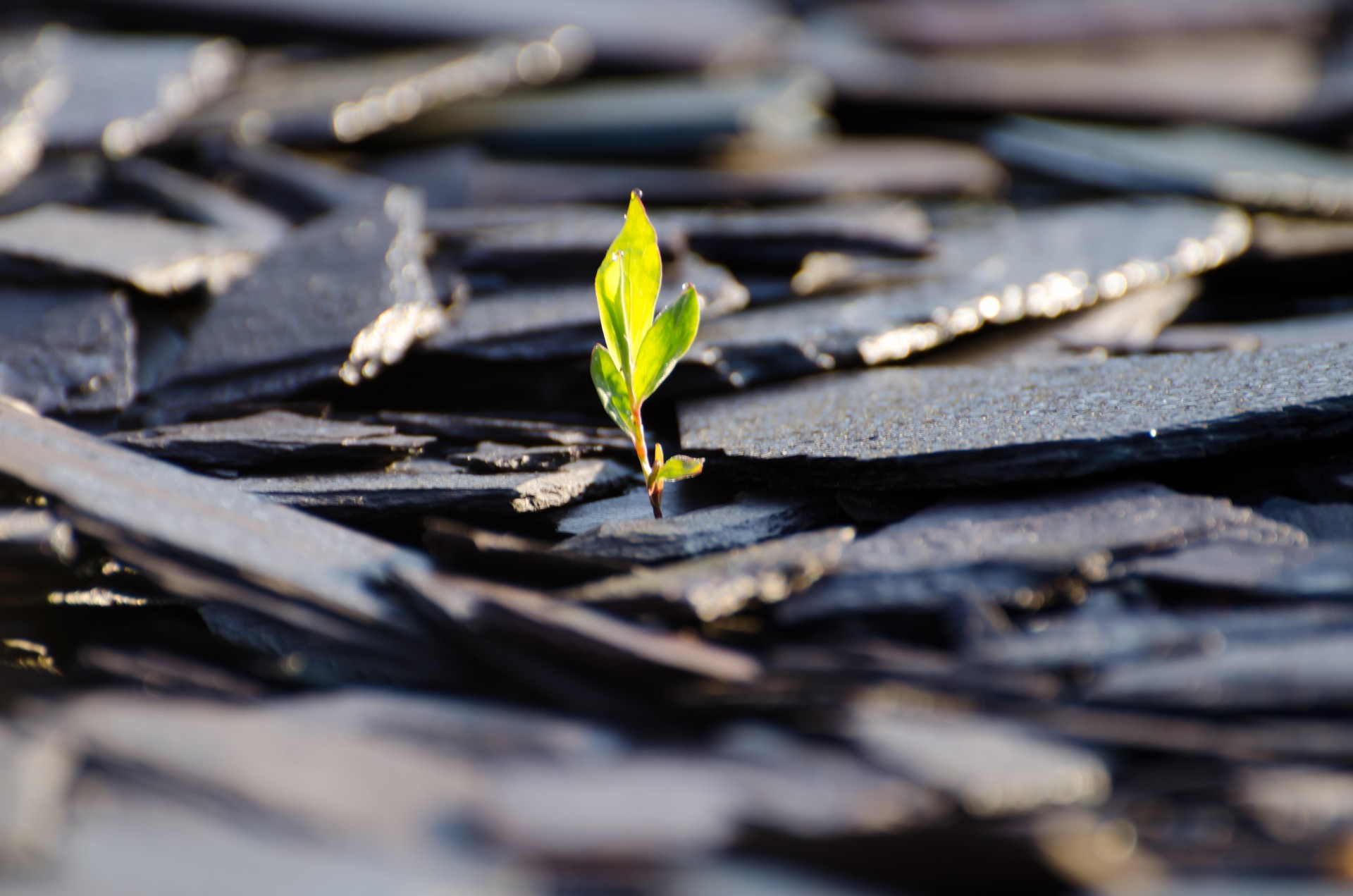 plant seed growing free photo