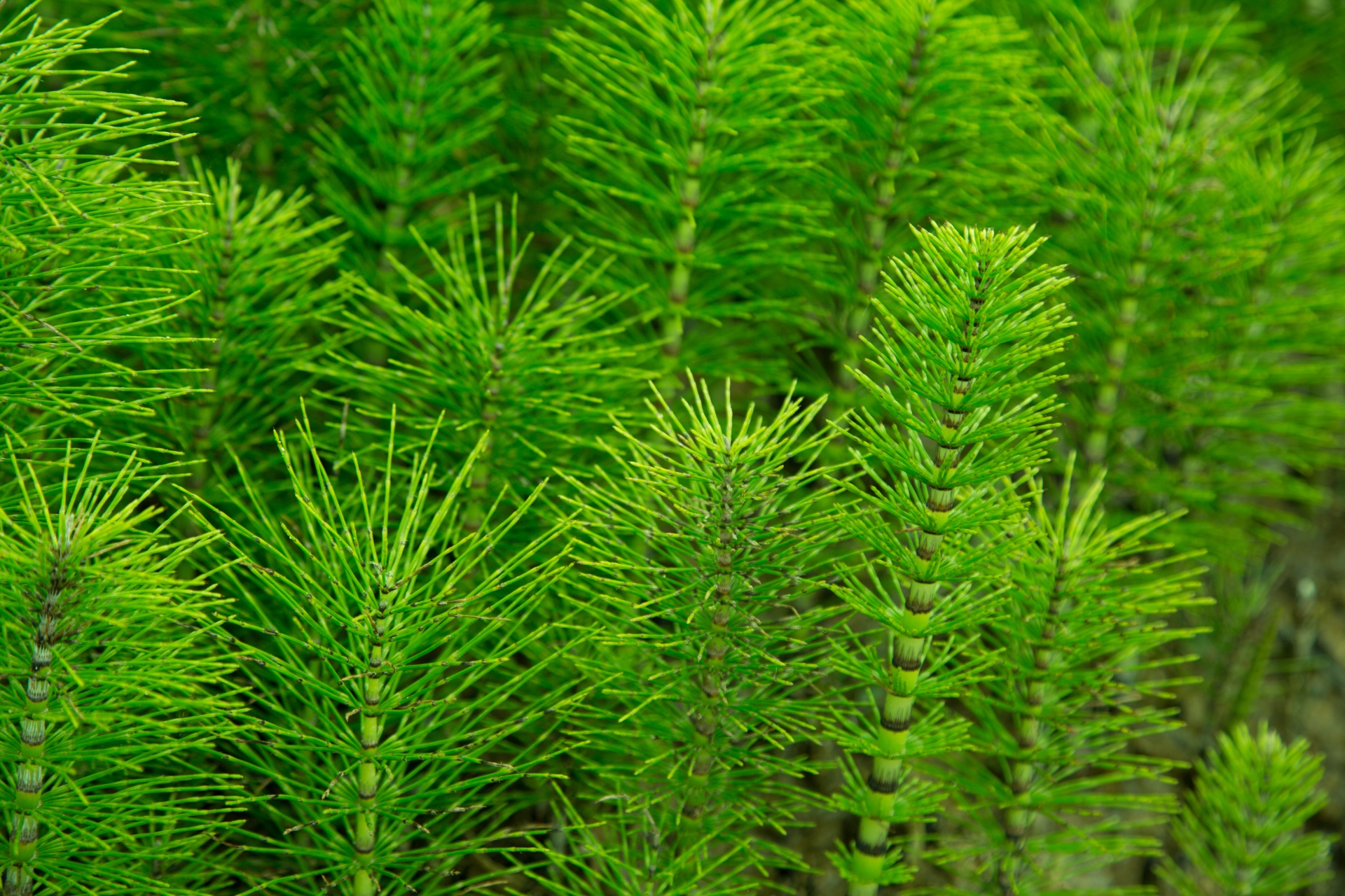 green plant plant nature free photo