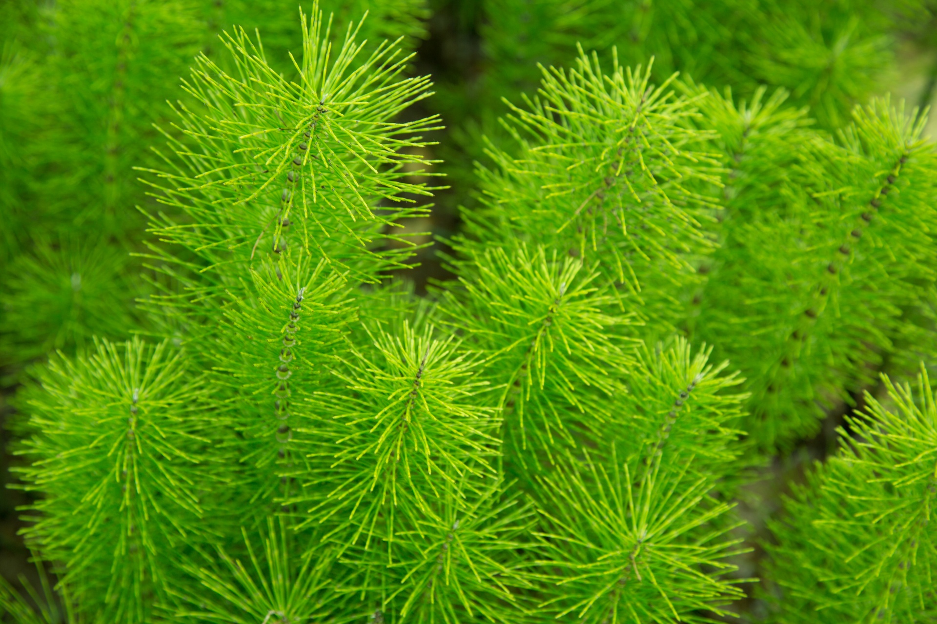 green plant plant nature free photo