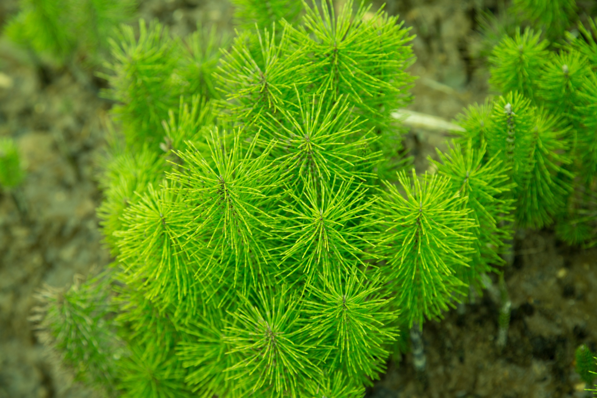 green plant plant nature free photo