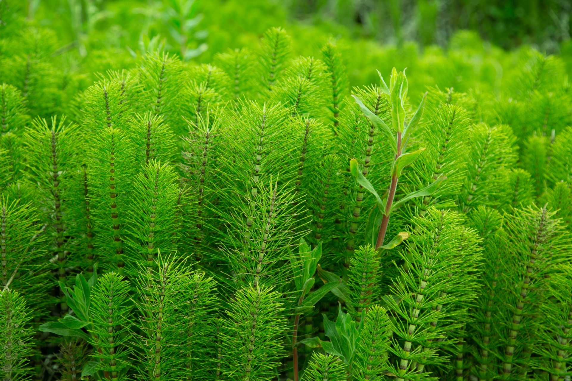 green plant plant nature free photo