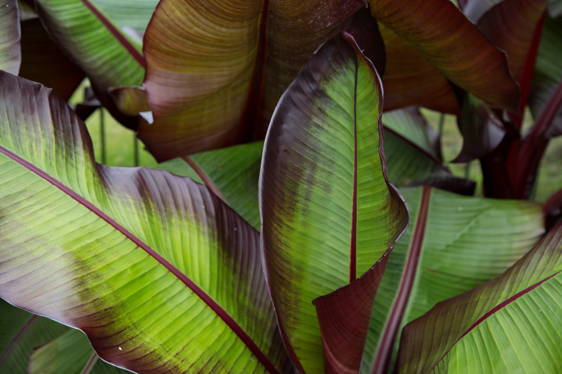 leaves leaf nature free photo