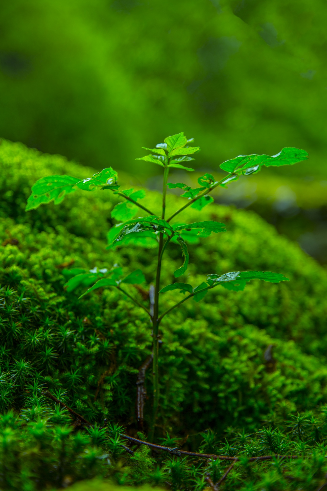 green plant plant nature free photo