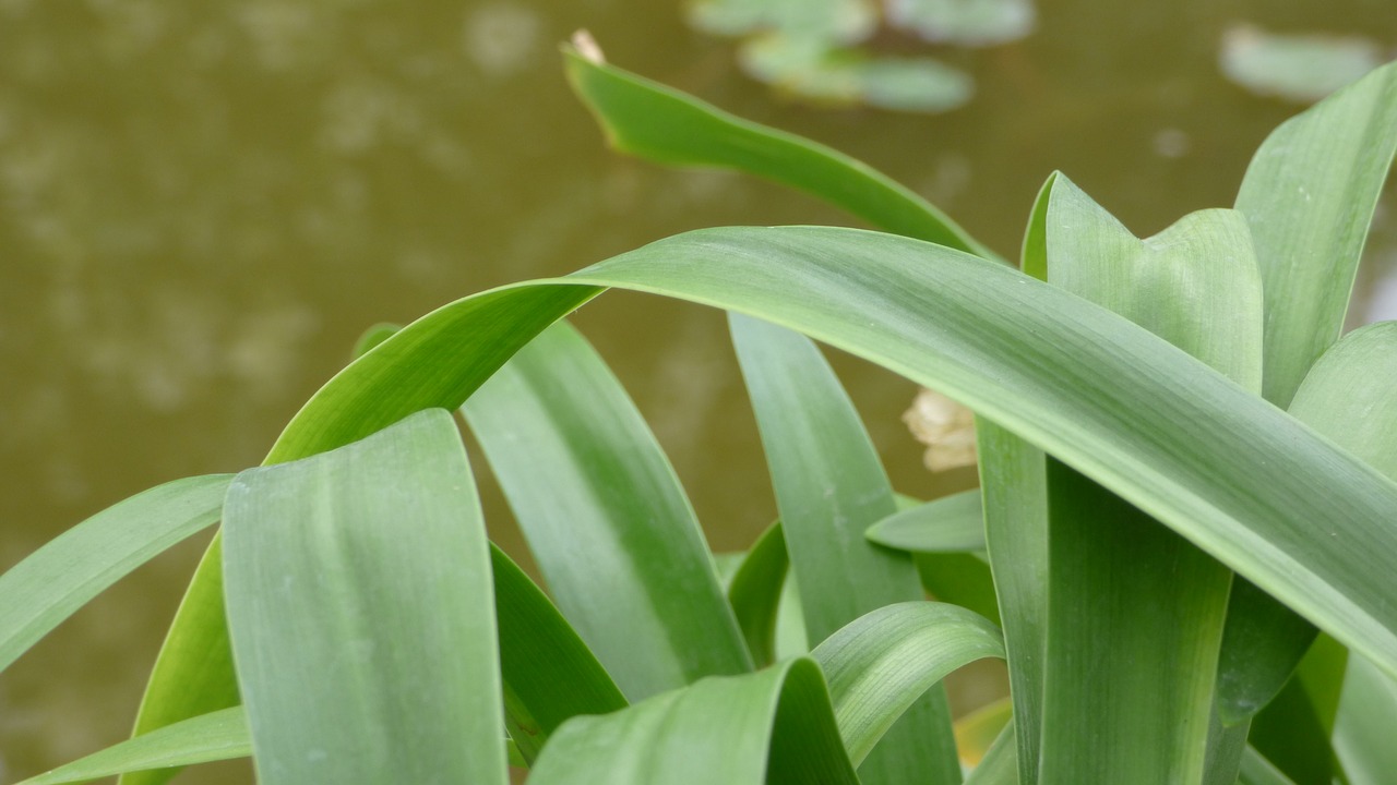 green plant fauna flora free photo