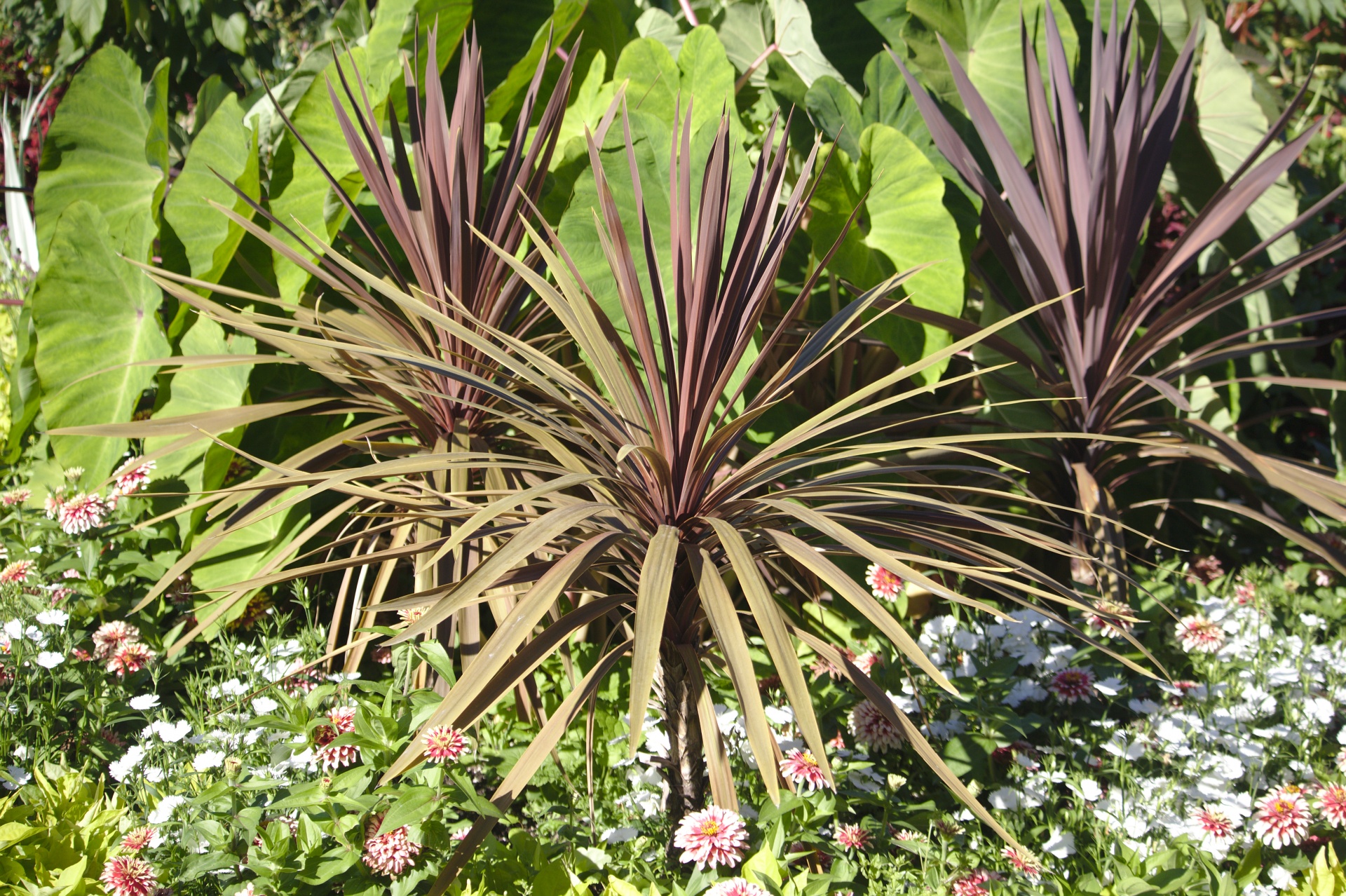 beautiful plant close-up free photo