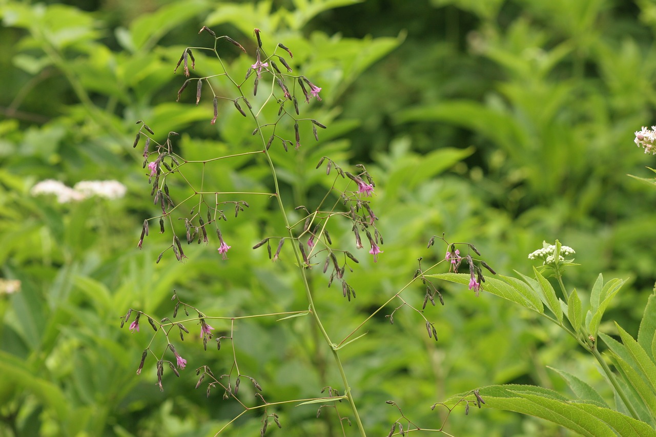 green plant  forest  nature free photo