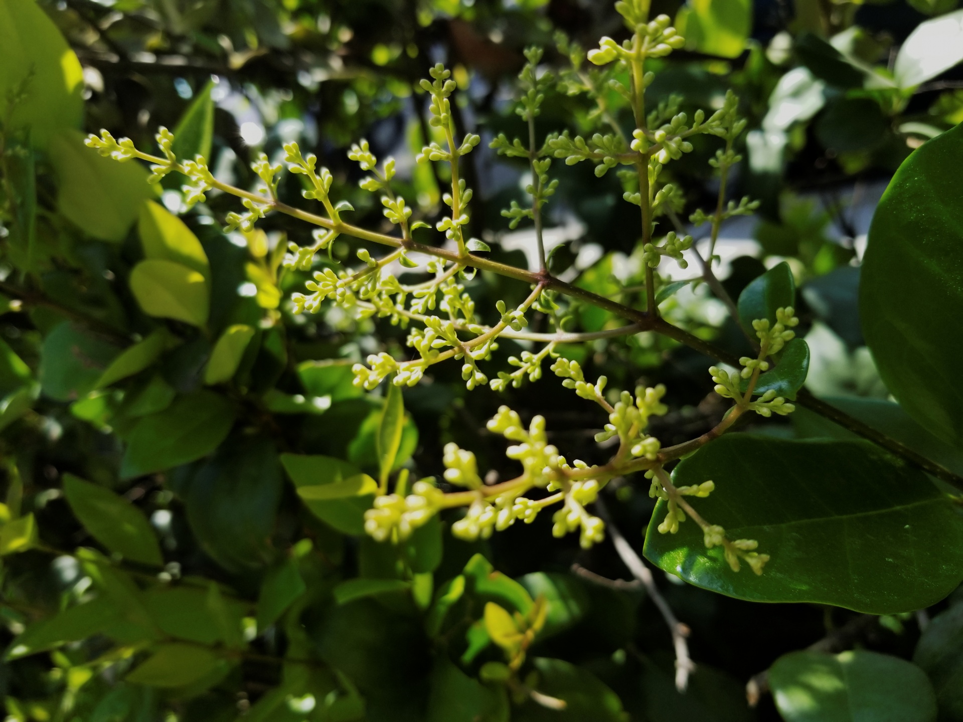 buds plant seedling free photo