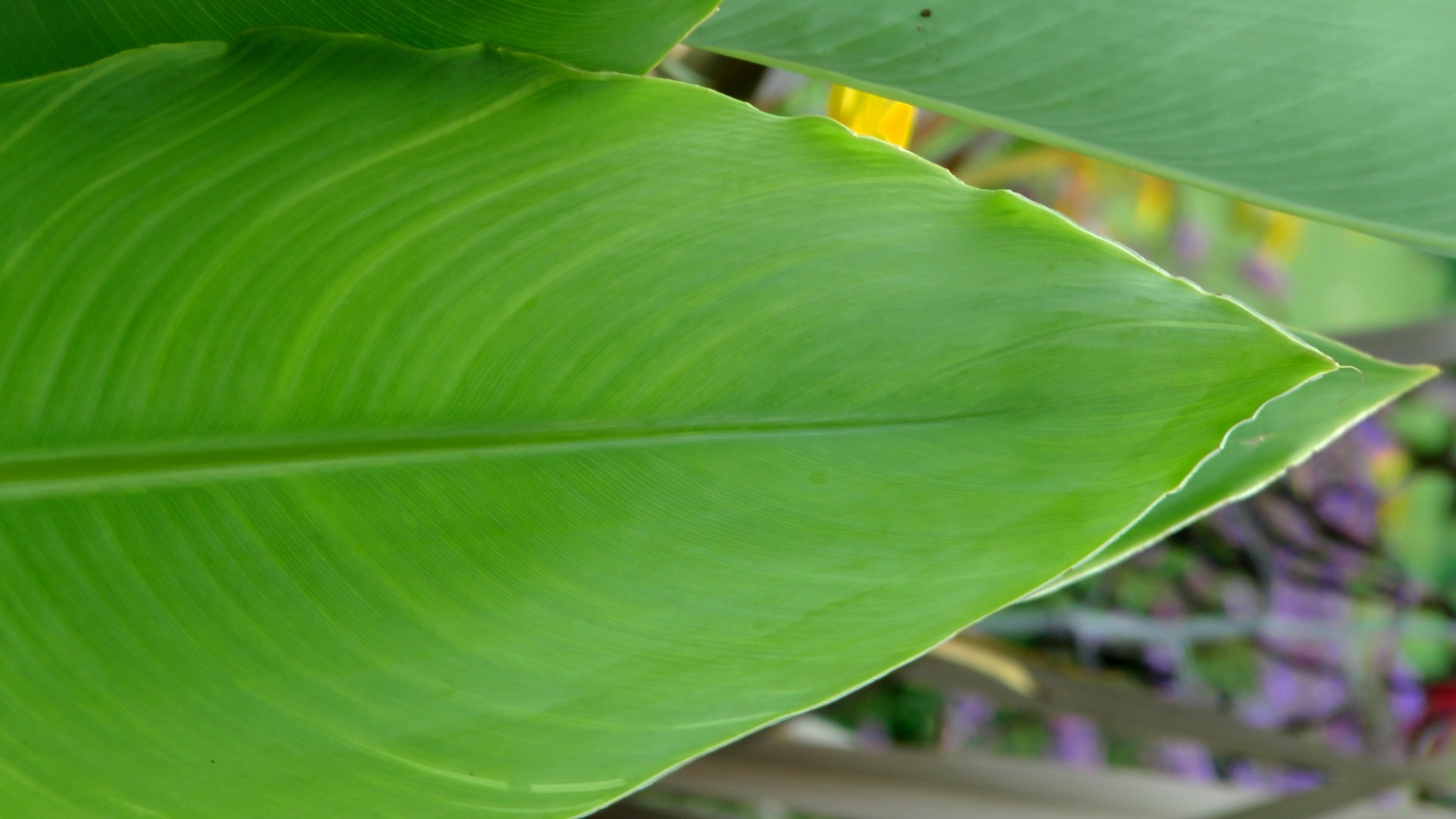 green plant plants free photo