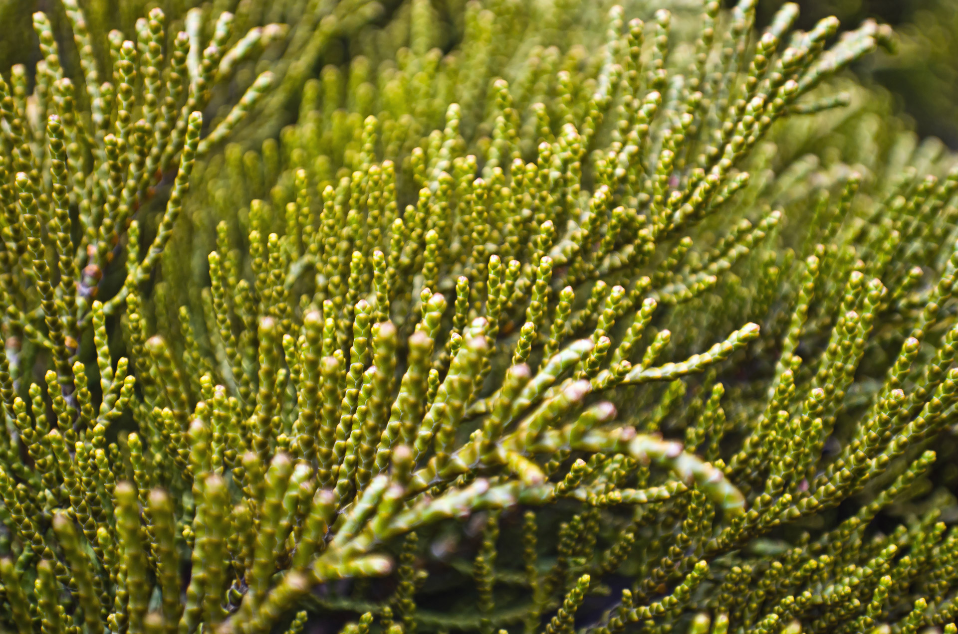 green plant macro free photo