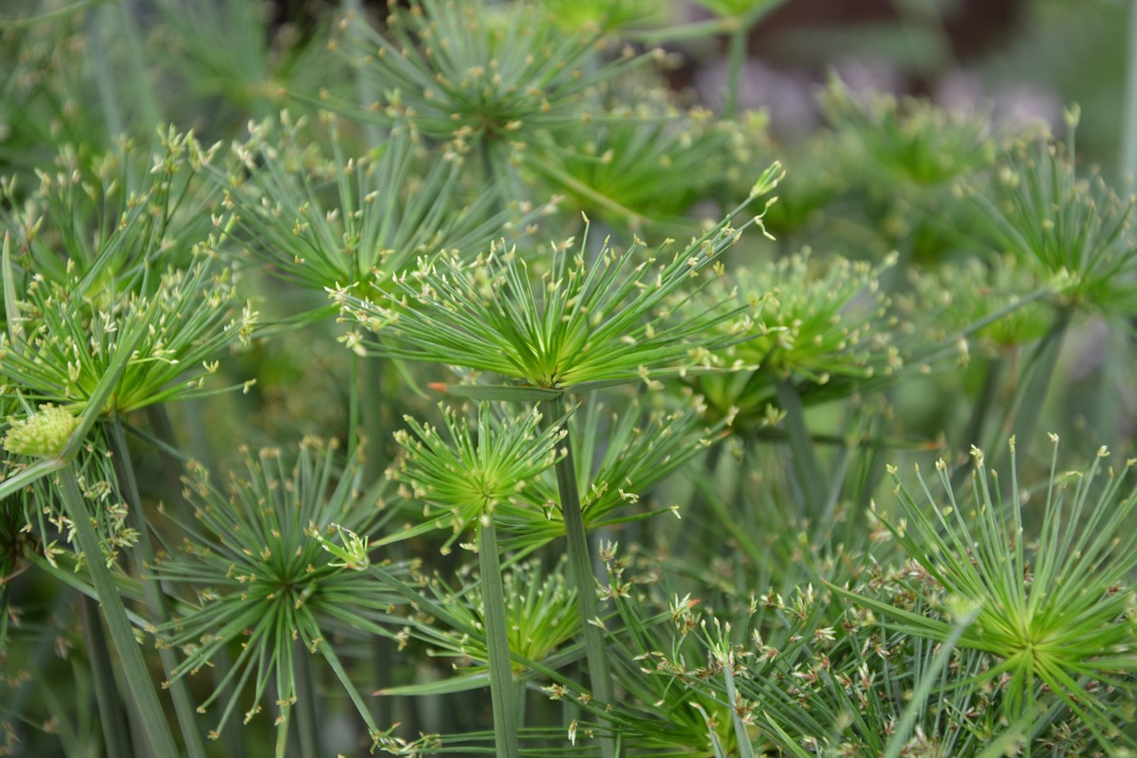 green plants shape umbrella deco free photo