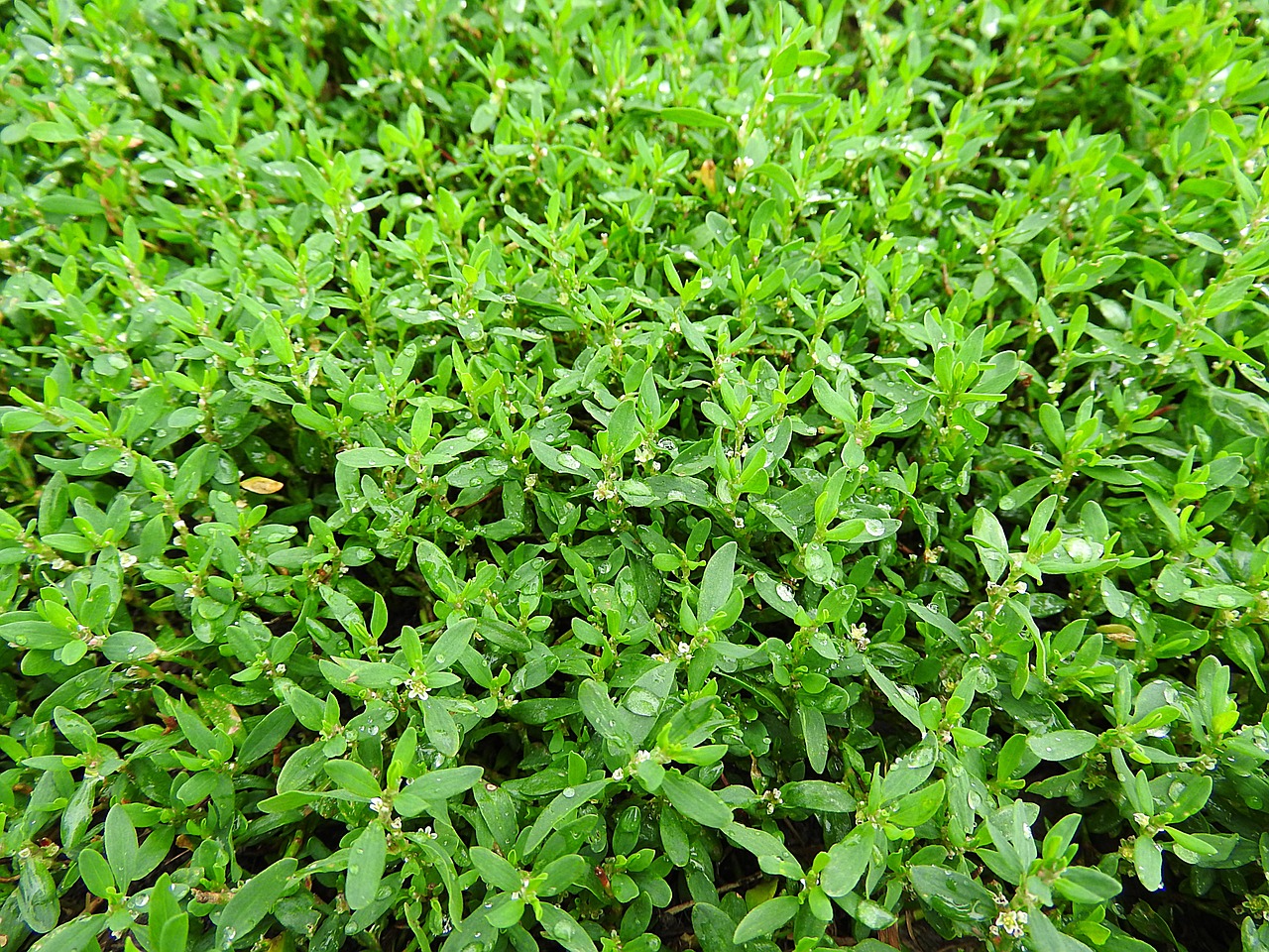 green plants morgentau dewdrop free photo
