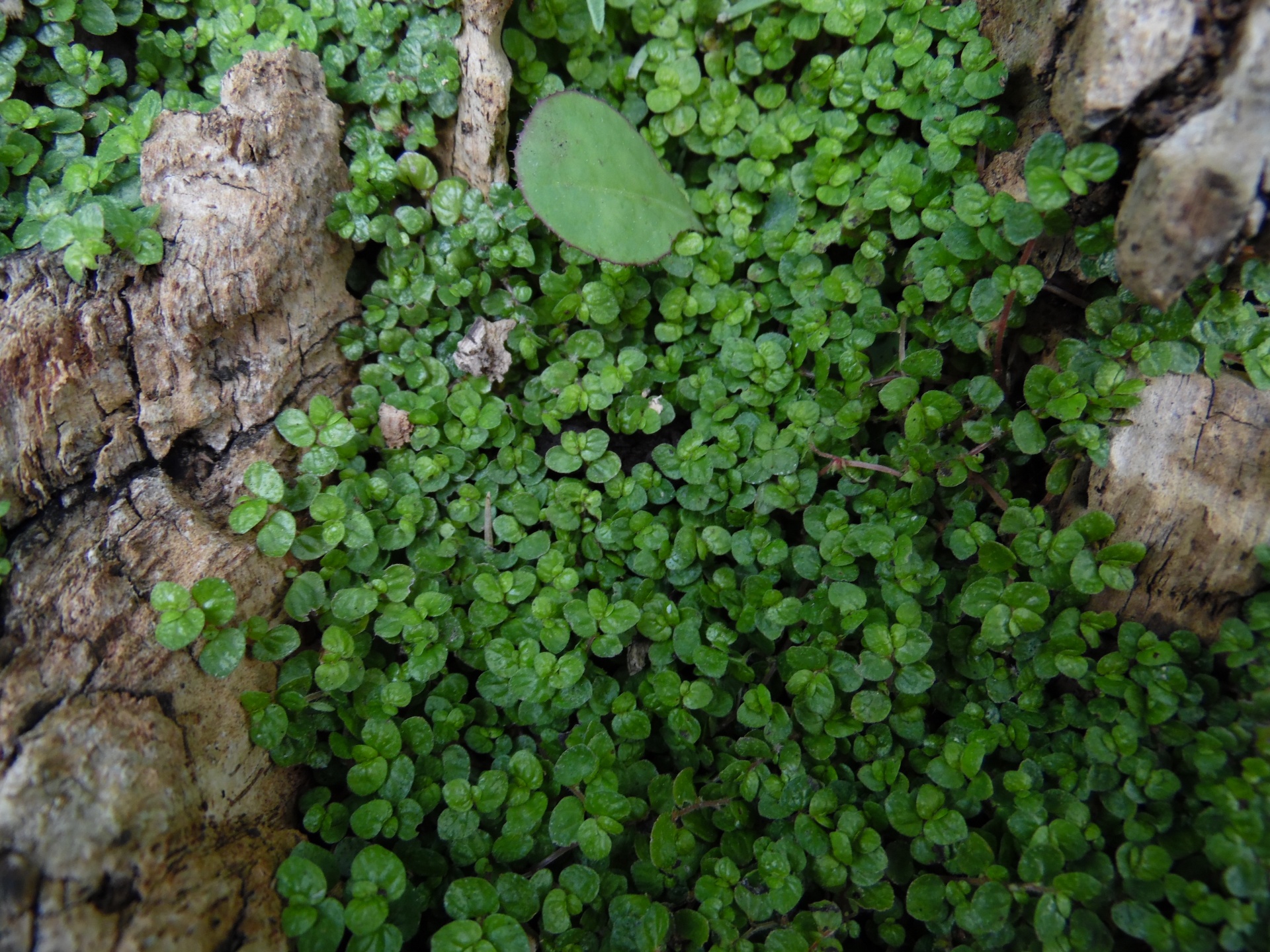plants moss mossy free photo