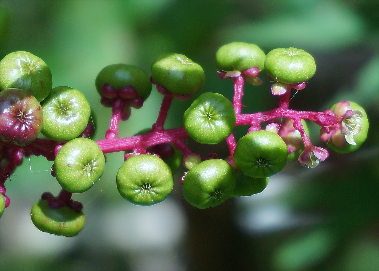 green pokeweed berries berries pokeweed free photo