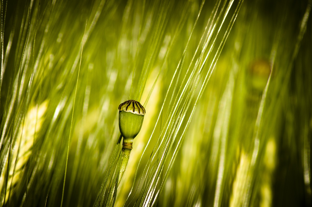 green poppy basket wheat free photo