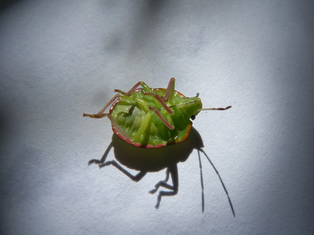 green prasina i pentatomid bug hedionda free photo