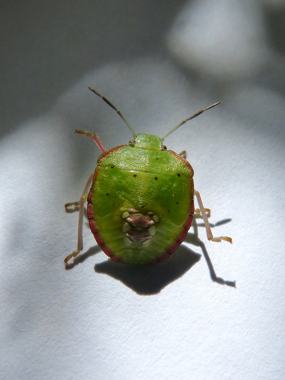 green prasina i pentatomid bug hedionda free photo
