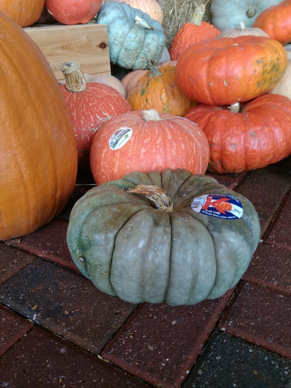 green pumpkin orange pumpkin halloween free photo