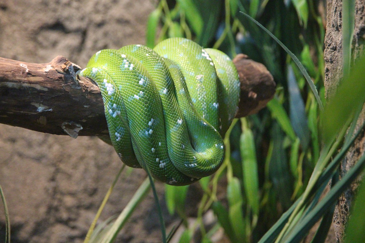 green python morelia viridis python free photo