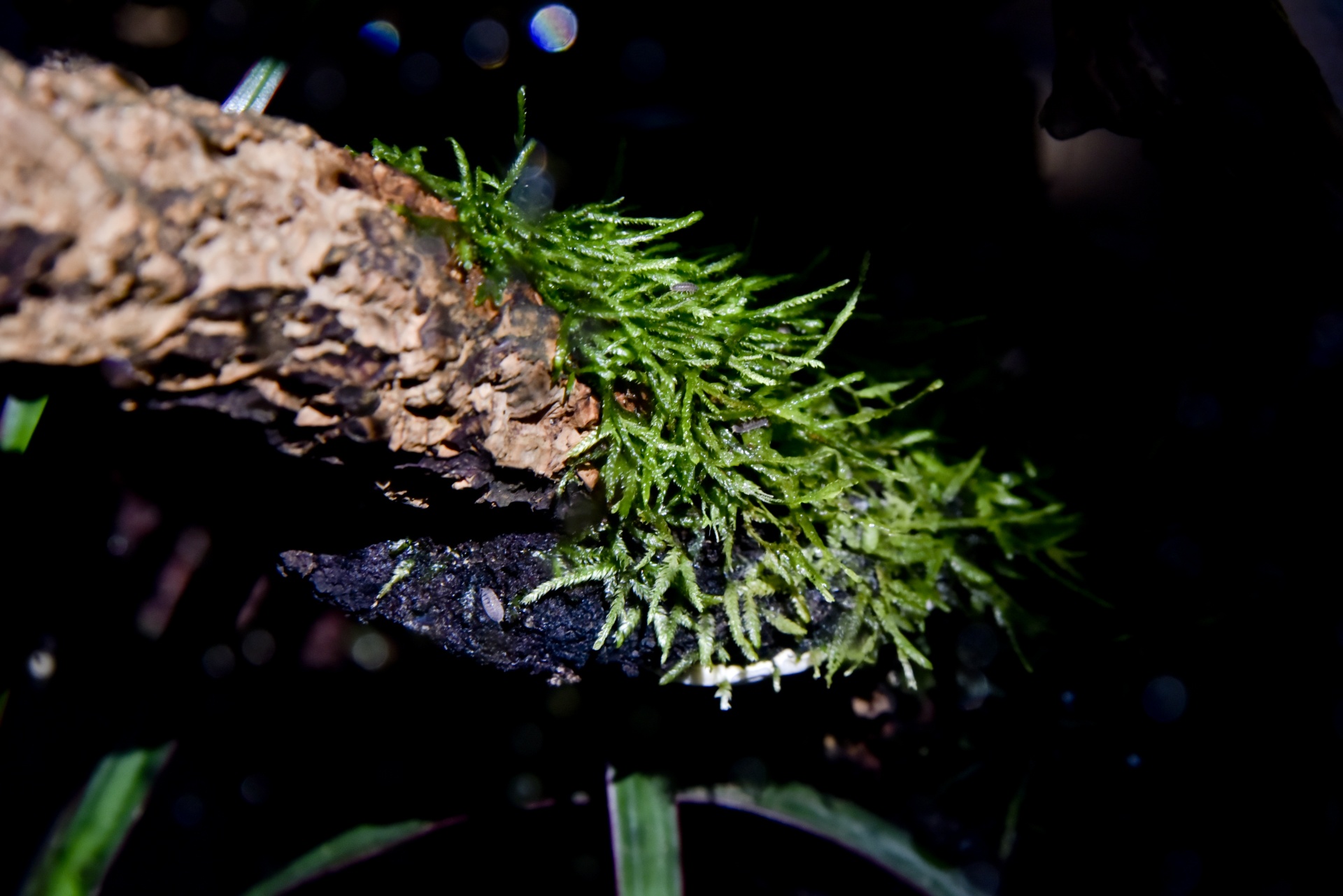 green moss spiky free photo