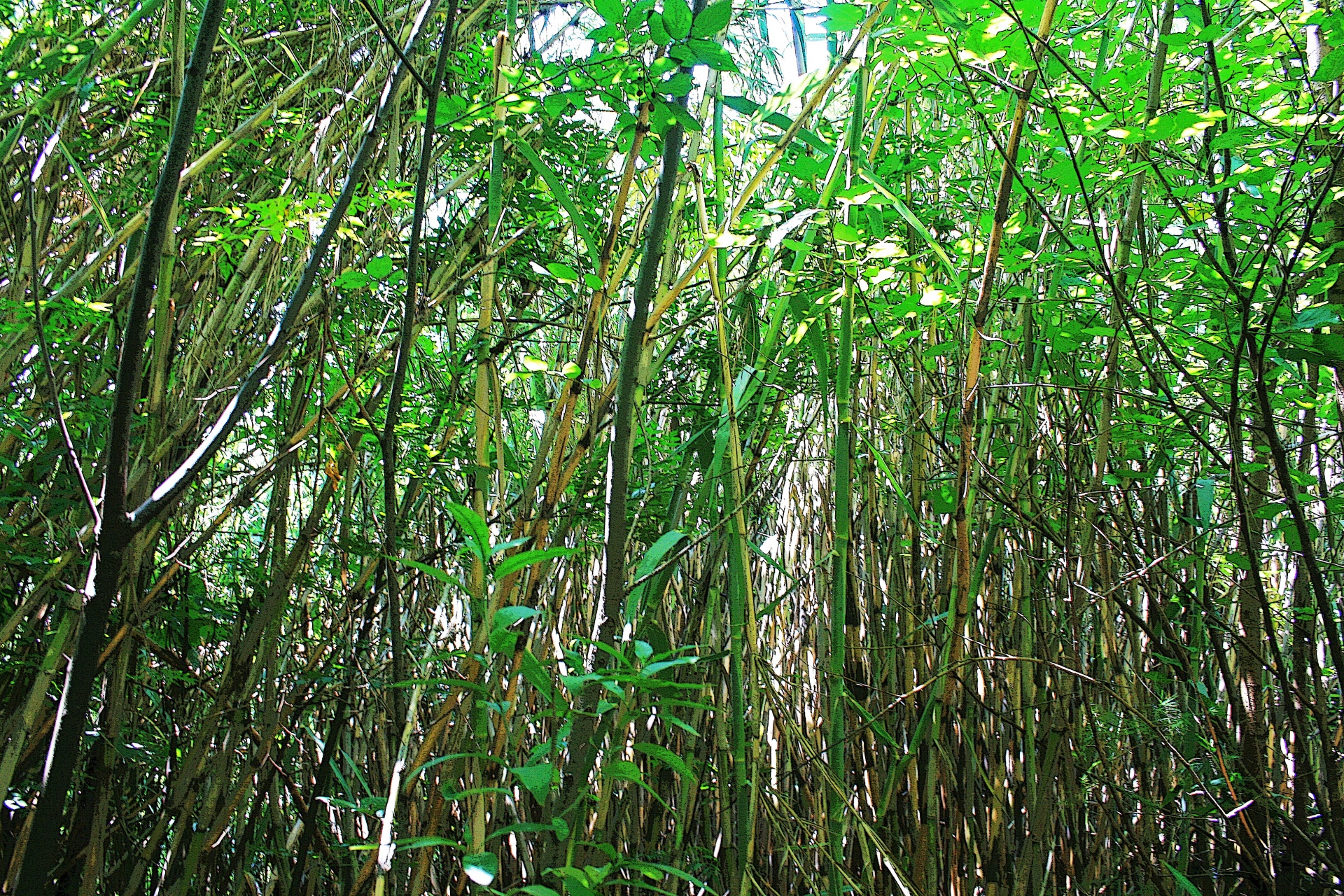 reeds dense tall free photo