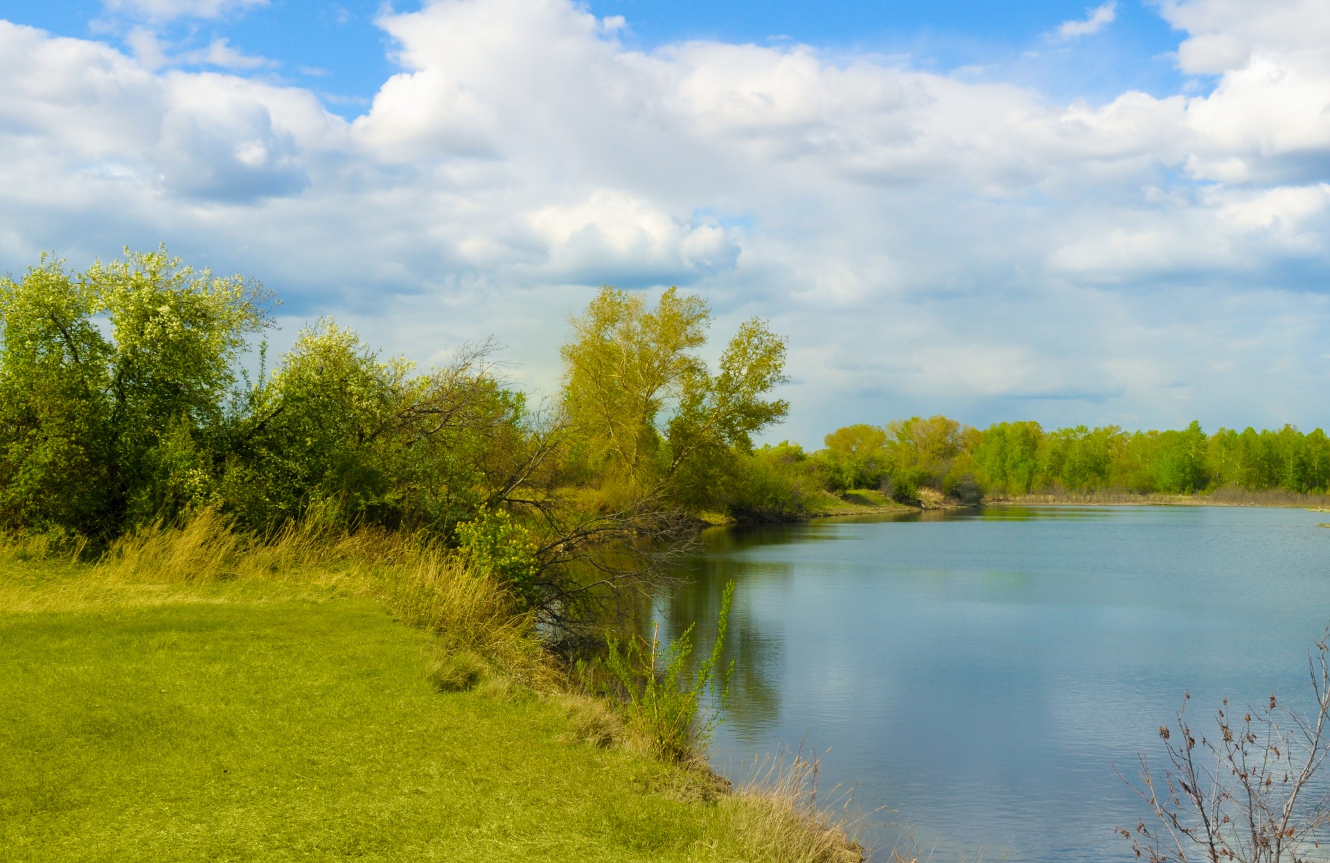 landscape forest nature free photo