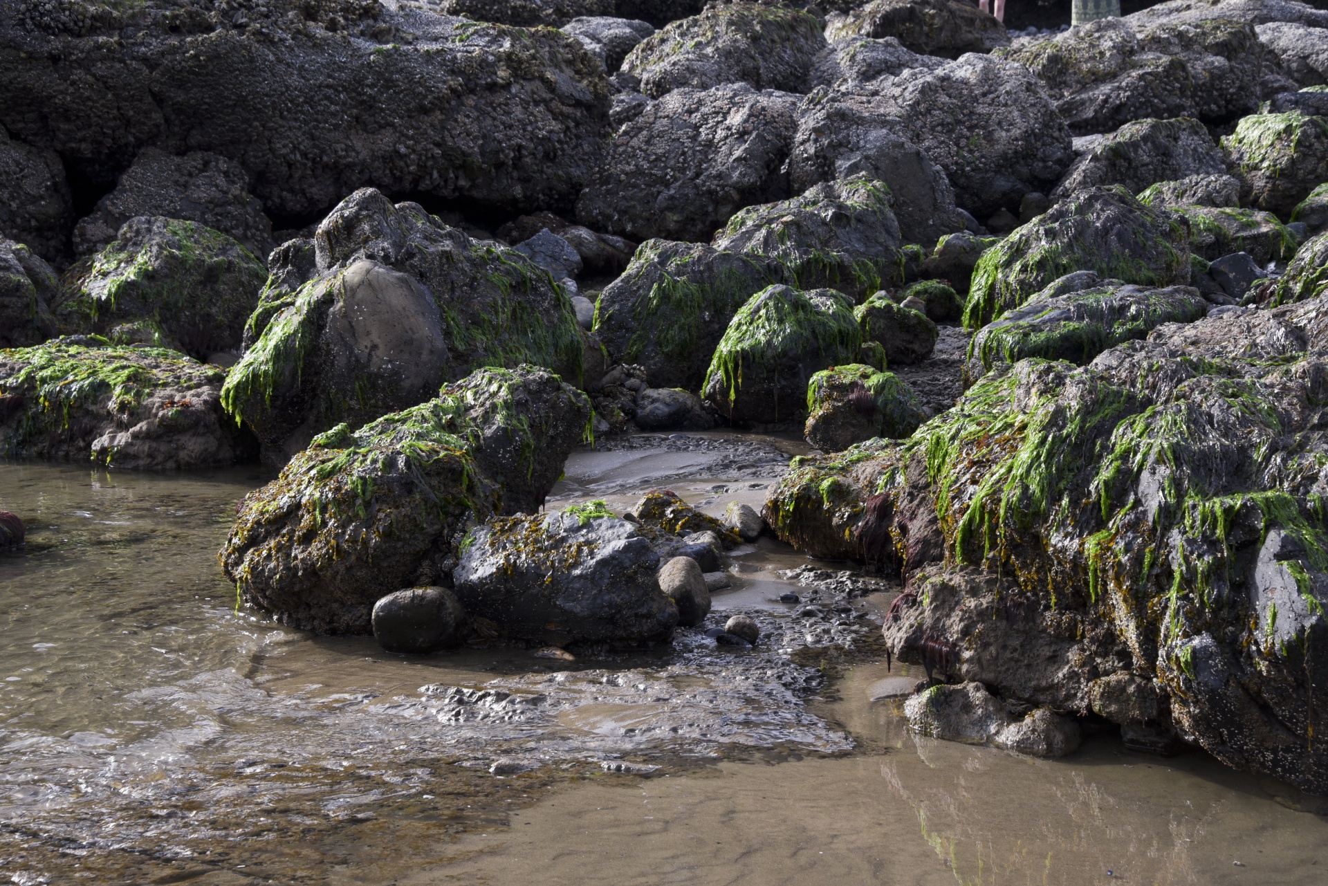 green seaweed rocks free photo