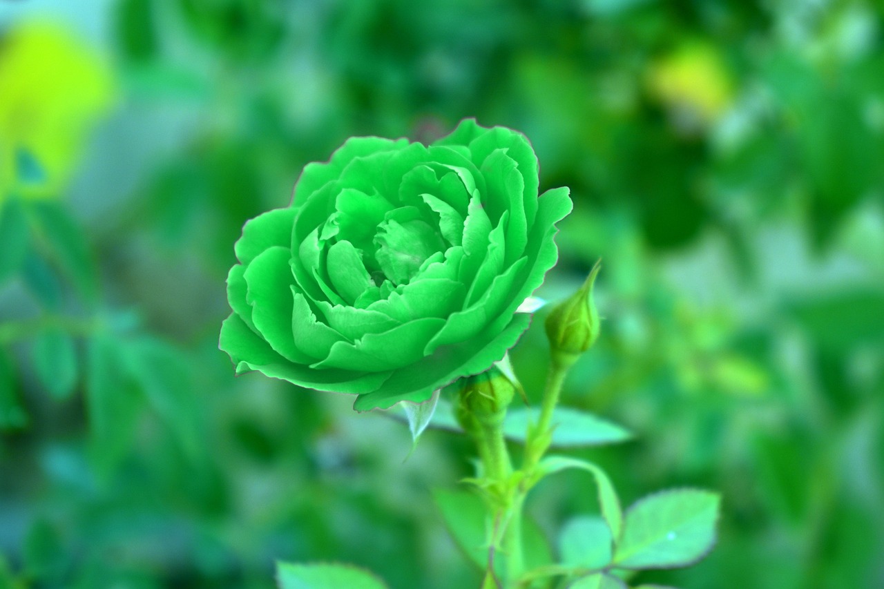 green rose viridescent verdant free photo