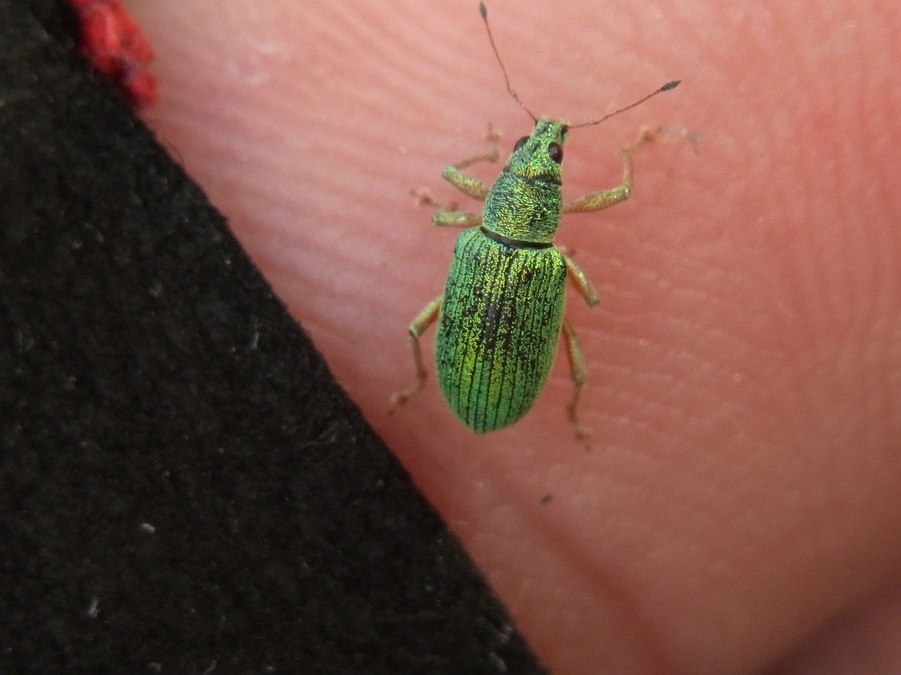 green rüßler phyllobius beetle free photo