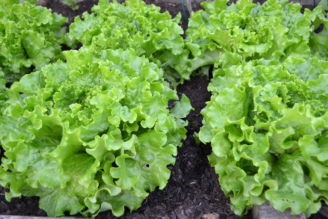 green salad lettuce batavia free photo