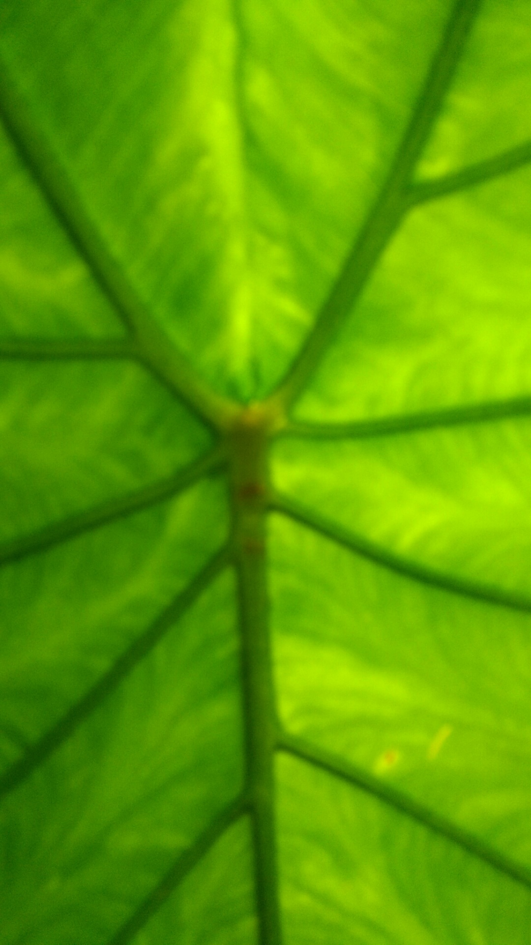 leaf veined gree backdrop free photo