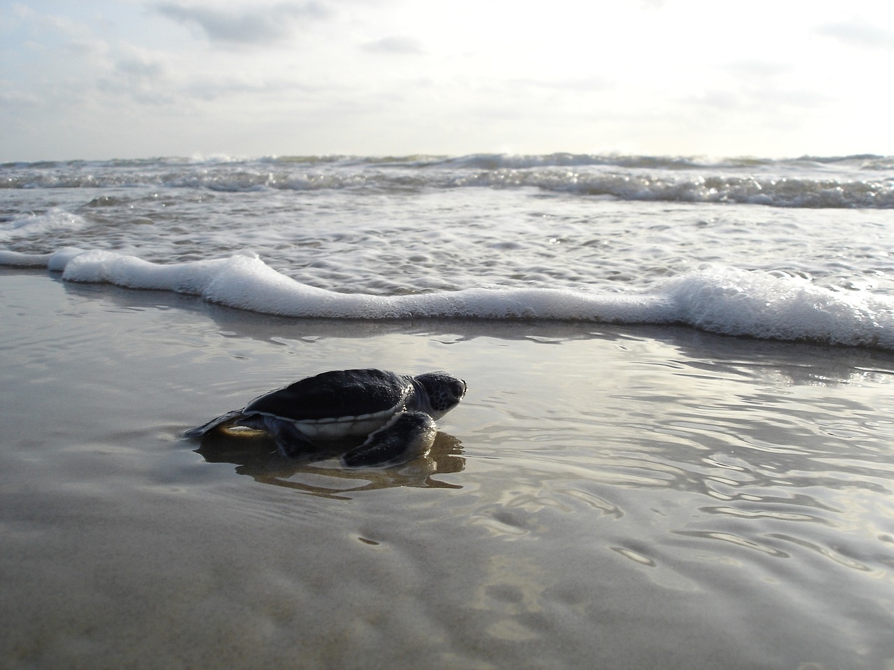 green sea turtle hatchling beach free photo
