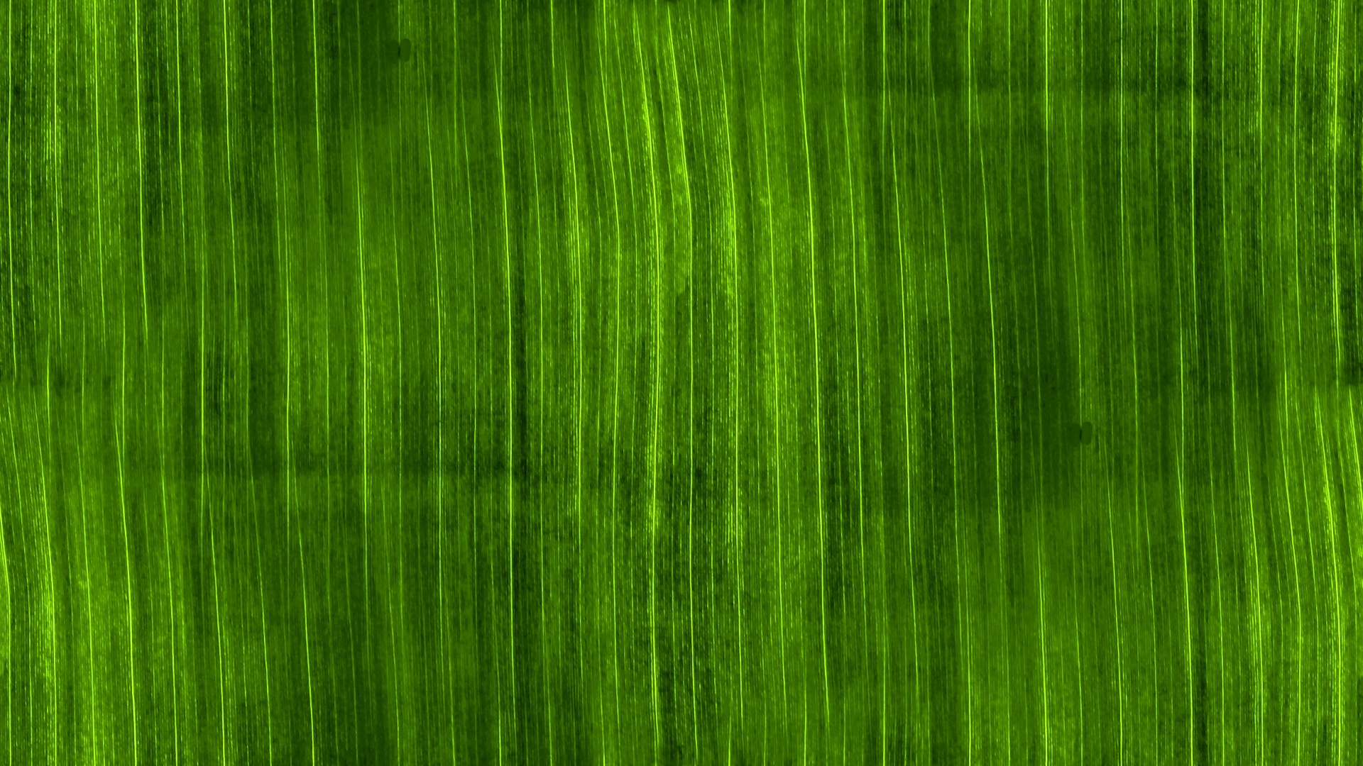 green background web free photo