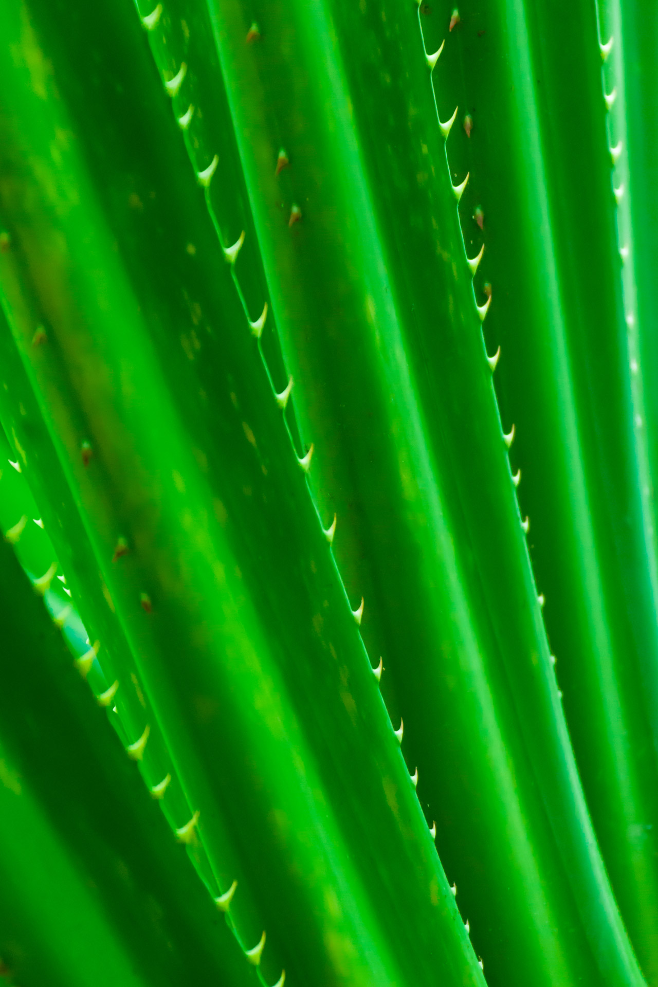 botany cactus closeup free photo