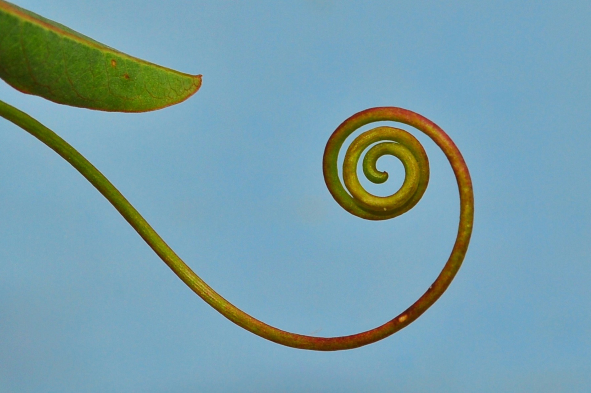 grapevine spiral green free photo