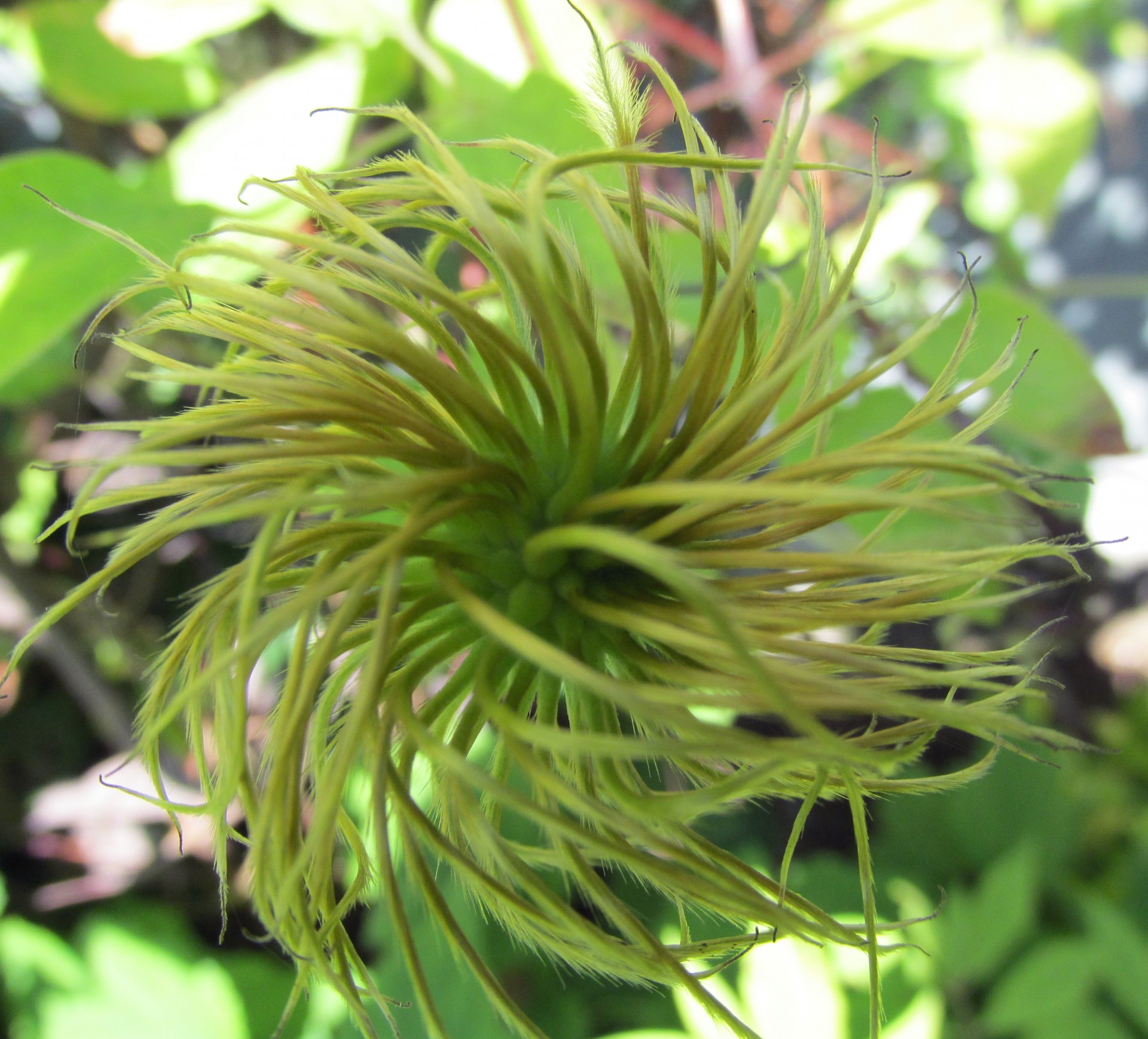 green spiral flower free photo