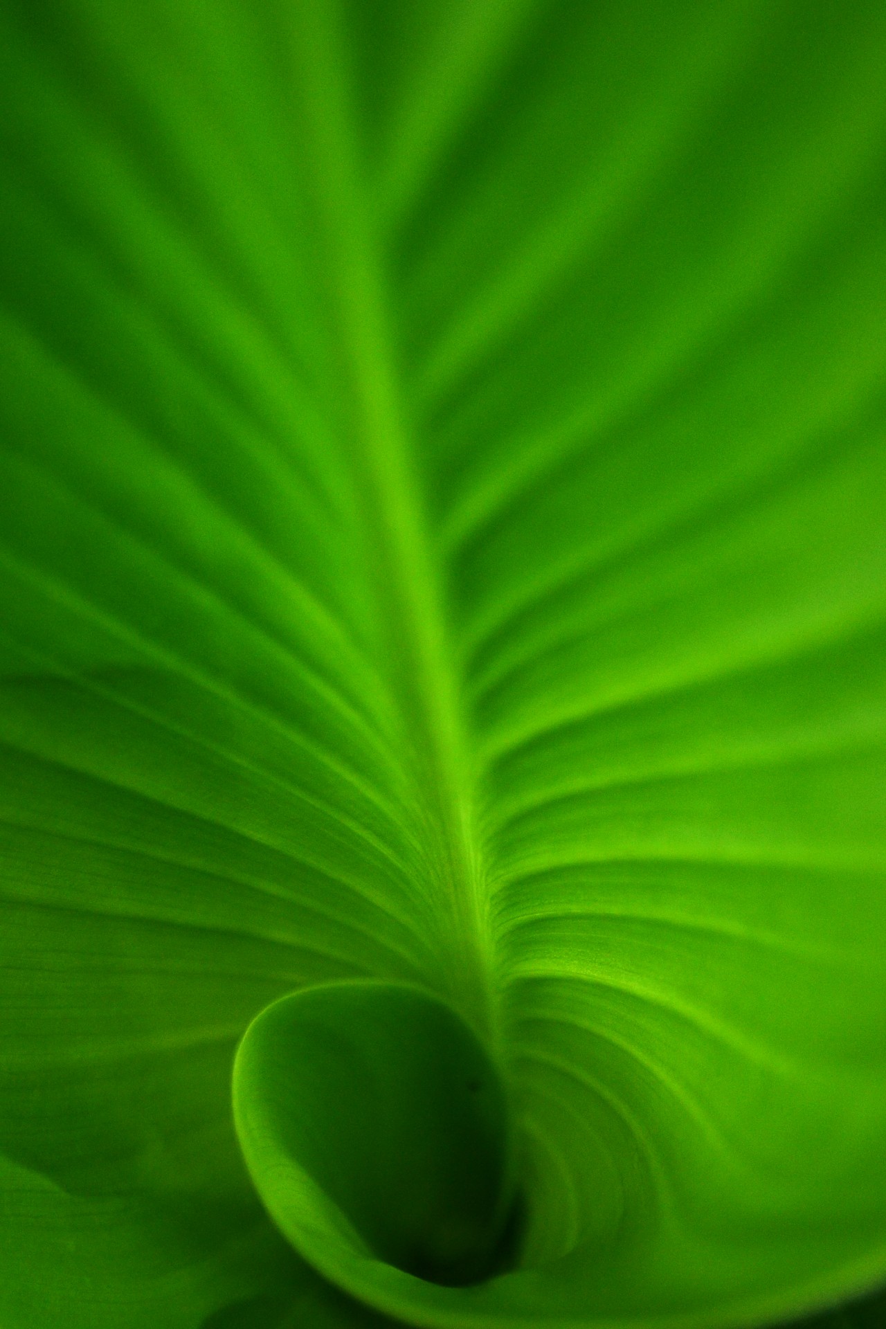 leaf green tree free photo