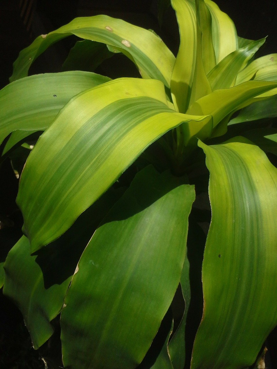 green stick plants green free photo