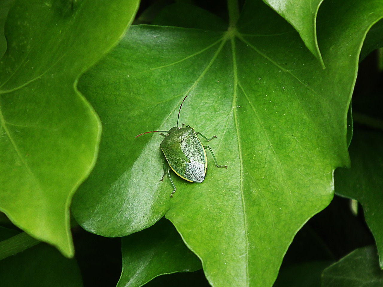 green stink bug insect macro free photo