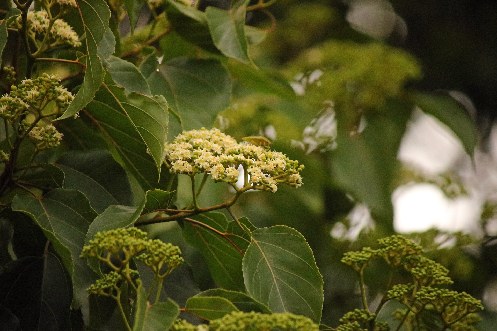 tree leaves flowers free photo