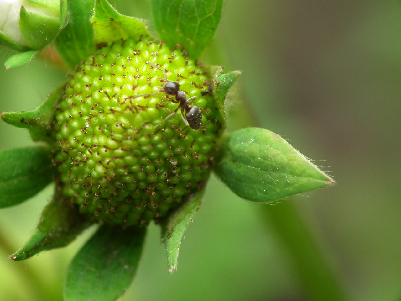 green strawberry ant strawberry free photo