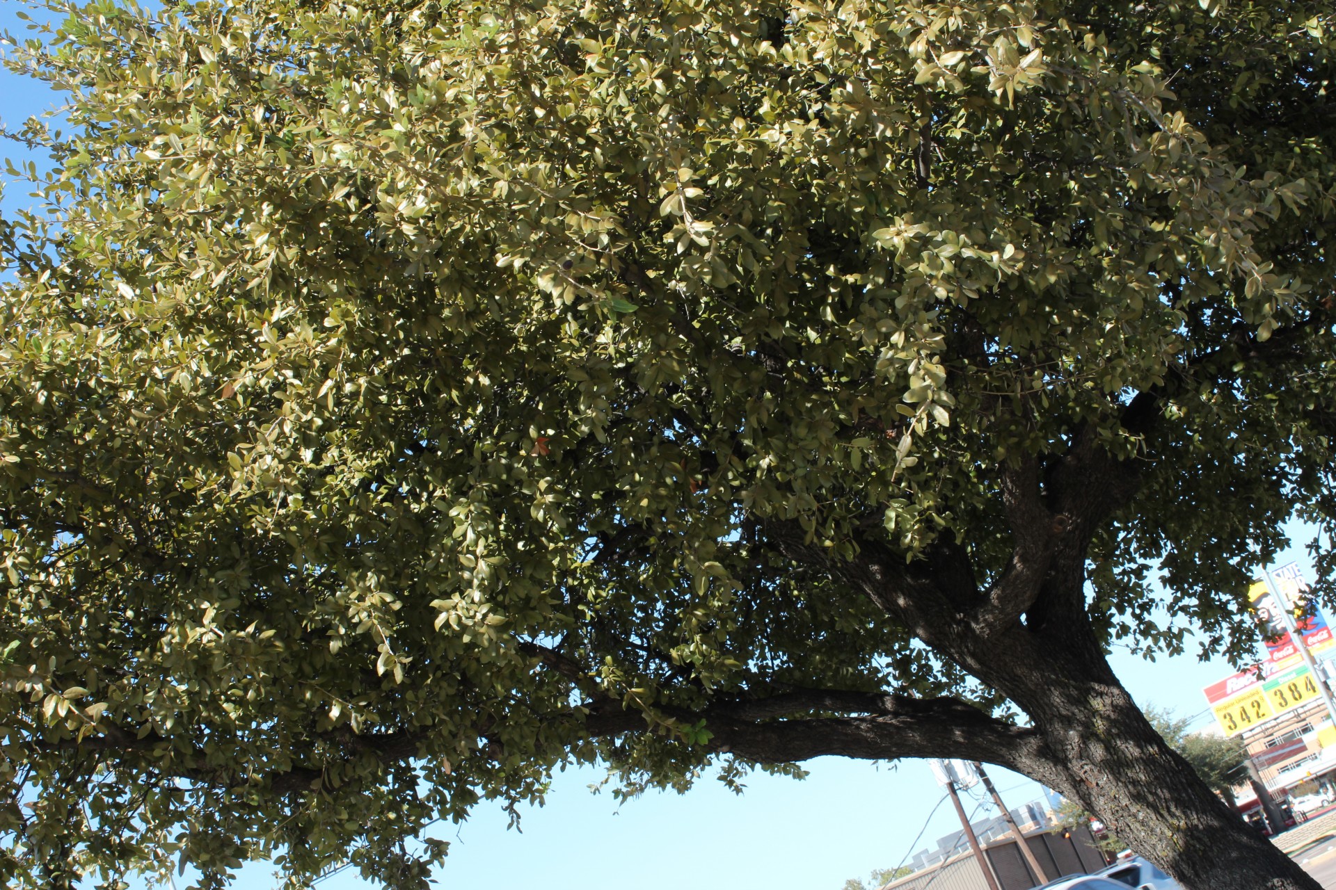 trees green leaves free photo